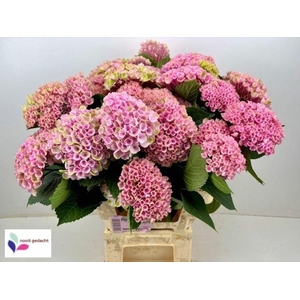 Hydrangea mag revolution spray