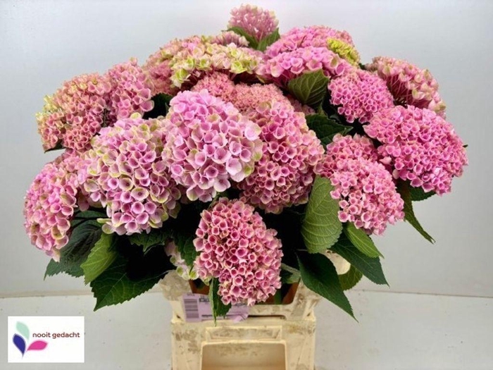 <h4>Hydrangea mag revolution spray</h4>