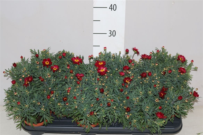 <h4>Argyranthmum Frutesc Red</h4>