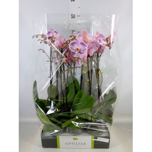 Phalaenopsis   ...