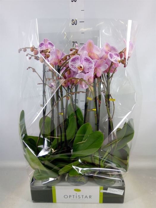 <h4>Phalaenopsis   ...</h4>