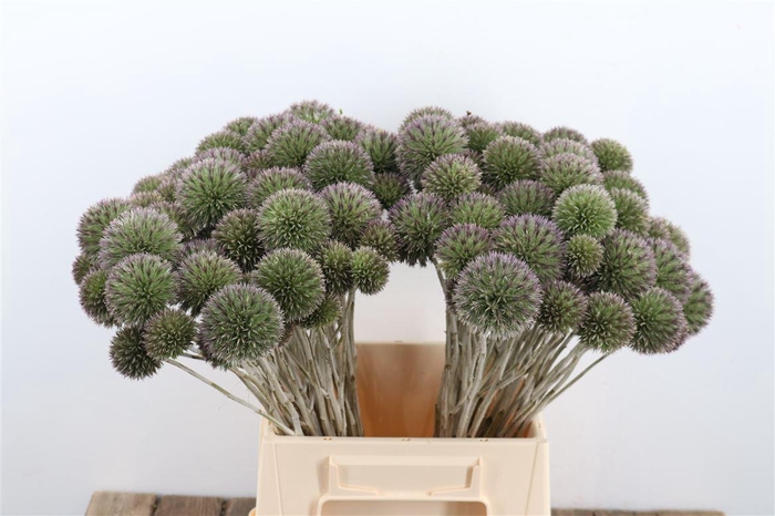 Eryngium Spray 45cm P Stem