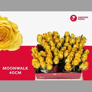 R GR MOONWALK