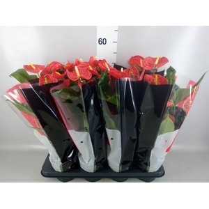 Anthurium andr. 'Madural'