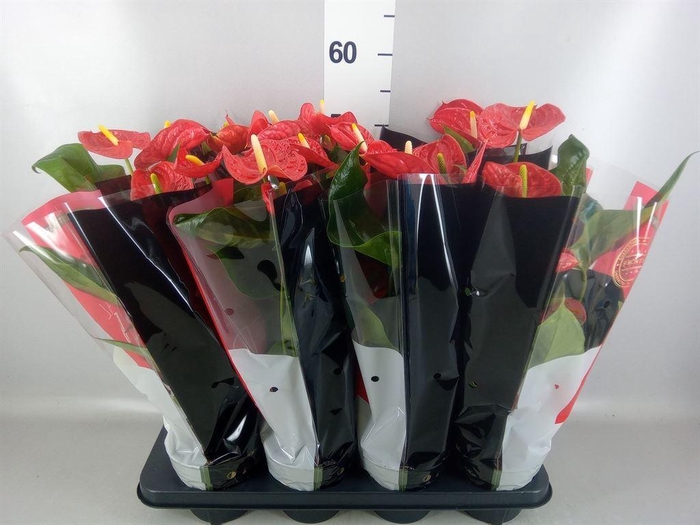 <h4>Anthurium andr. 'Madural'</h4>