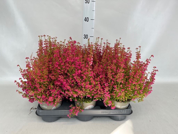 Erica gracilis   ...red