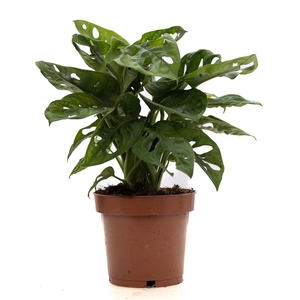 Monstera Adansonii P&PURE Collection