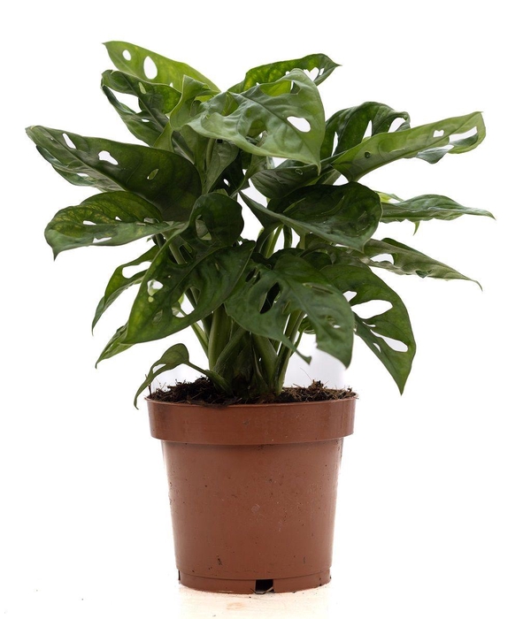 <h4>Monstera Adansonii P&PURE Collection</h4>