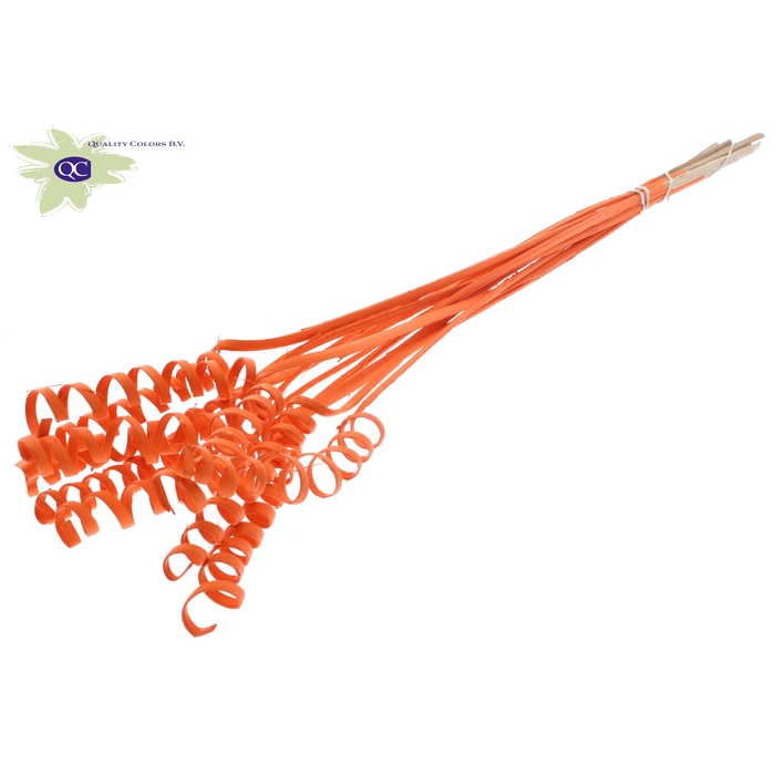 <h4>Cane Spring on stem Covered Orange</h4>