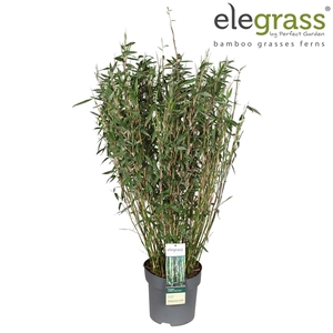 Fargesia murieliae 'Winter Black' P29