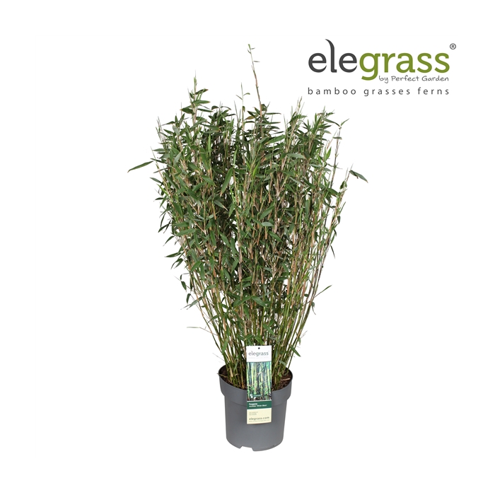 <h4>Fargesia murieliae 'Winter Black' P29</h4>