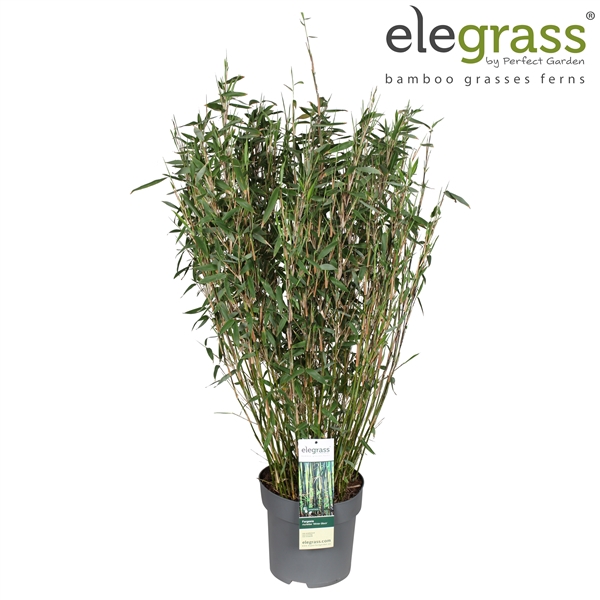 <h4>Fargesia murieliae 'Winter Black' P29</h4>