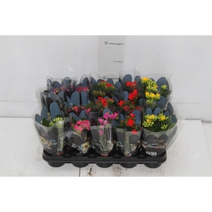 KALANCHOE MINI P06
