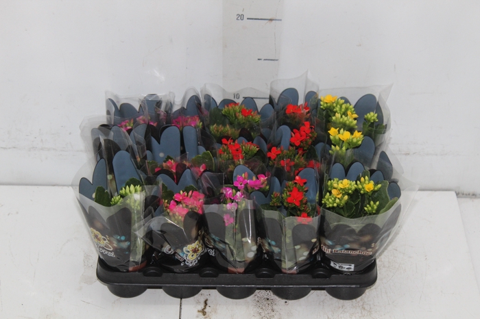 <h4>KALANCHOE MINI P06</h4>