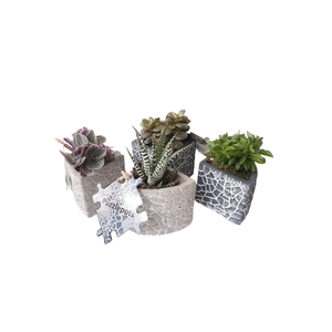 Arr.   Kamerplant Groen L%