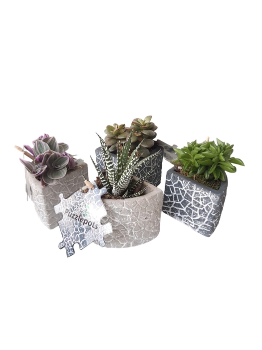 <h4>Arr.   Kamerplant Groen L%</h4>