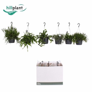 RHIPSALIS GEM