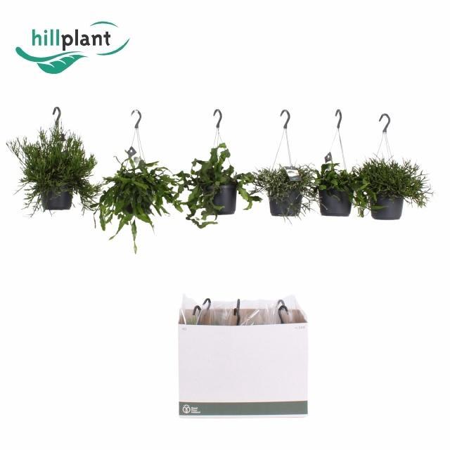 <h4>RHIPSALIS GEM</h4>
