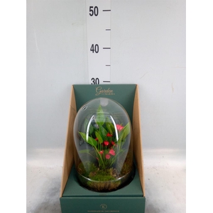 Arr.  Anthurium H%