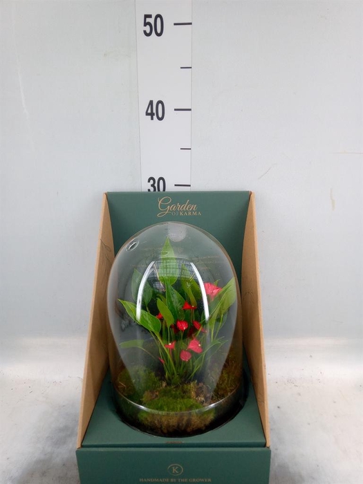 <h4>Arr.  Anthurium H%</h4>