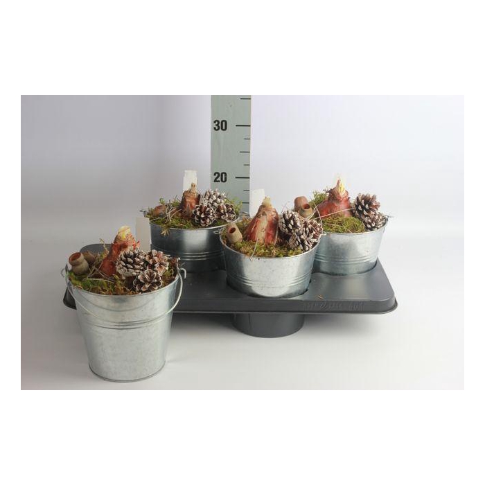 <h4>Arr Hippeastrum</h4>