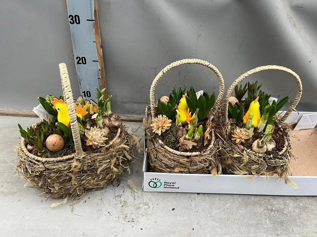 <h4>ARR BOL KNOLGEWAS</h4>