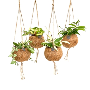 Kokodama 12 cm Hanging mix