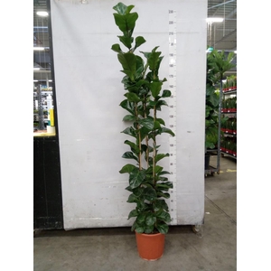 Ficus lyrata