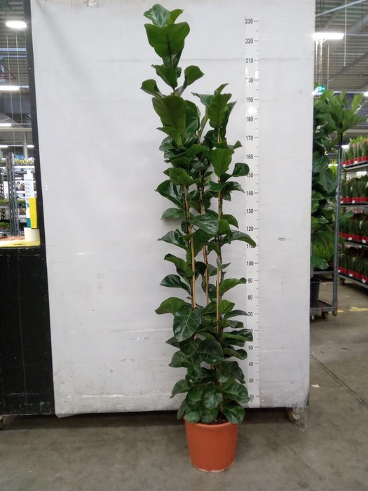 <h4>Ficus lyrata</h4>