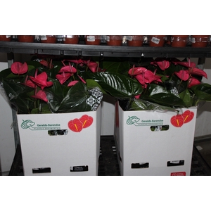 ANTHURIUM ALLURE P19