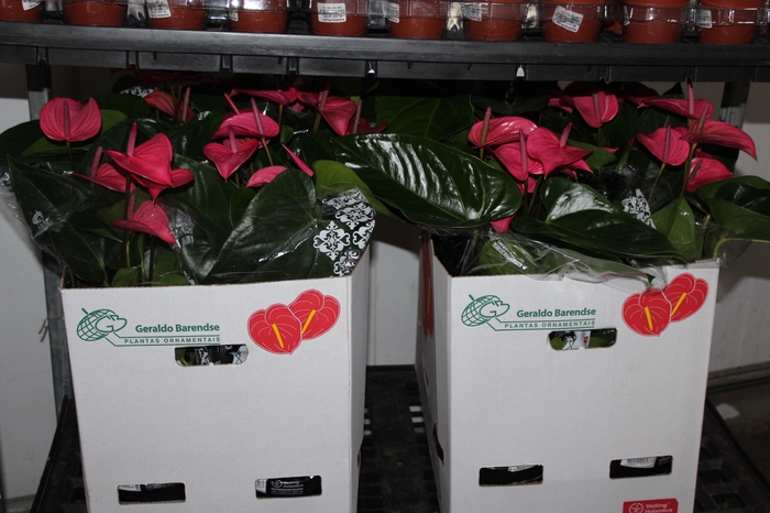 ANTHURIUM ALLURE P19