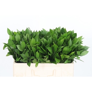 Ruscus
