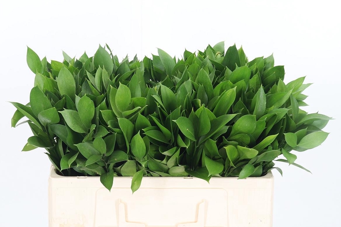 <h4>Ruscus</h4>