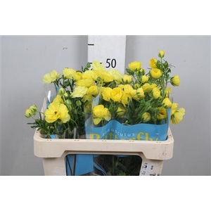 Ran Butterfly Phytalos