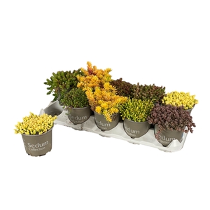 SEDUM GEM