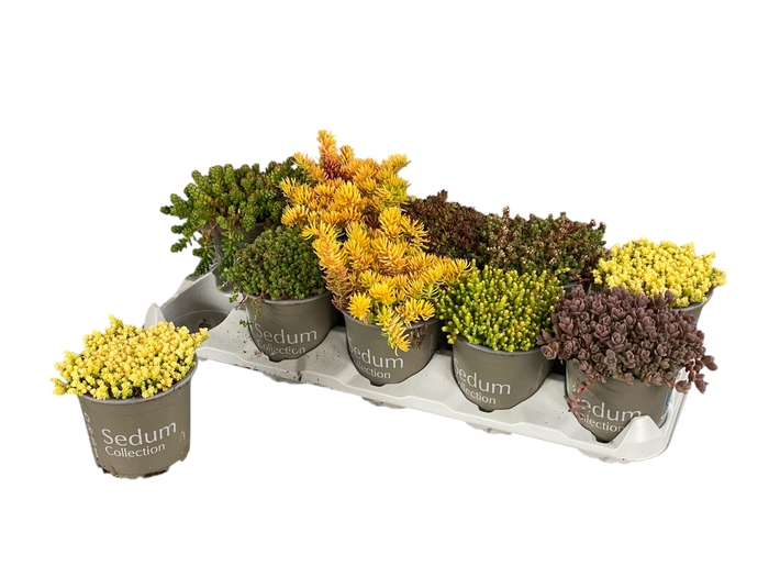 <h4>SEDUM GEM</h4>