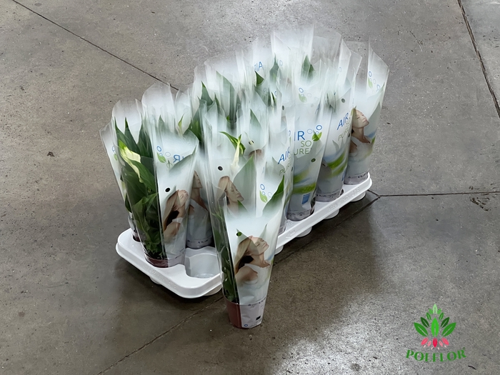 Spathiphyllum Pearl Cupido 9Ø 35cm 3fl