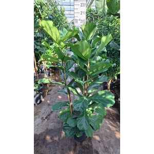 Ficus lyrata