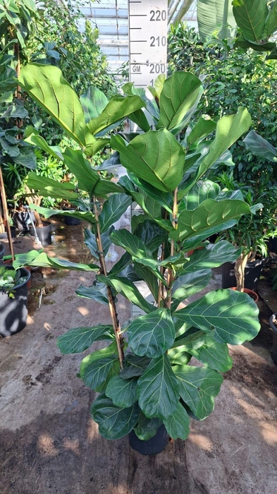 <h4>Ficus lyrata</h4>