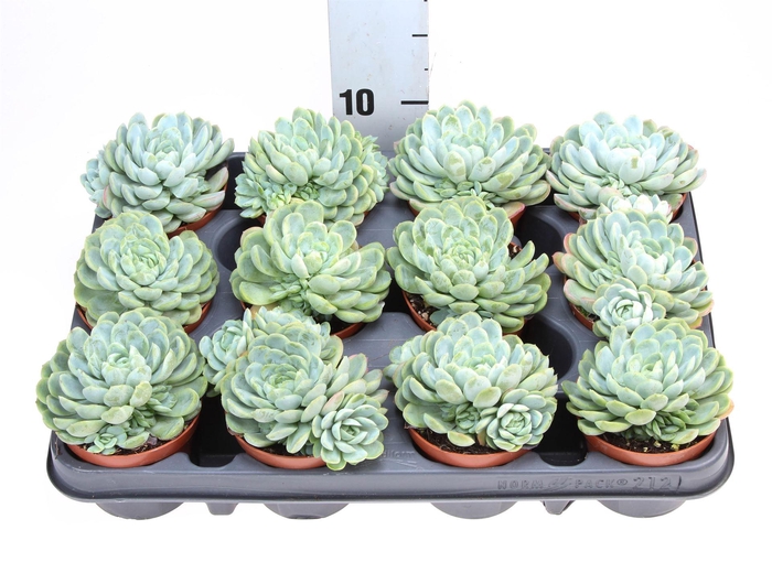 <h4>Echeveria elegans</h4>