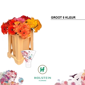 Gerbera Mix 5 kleuren