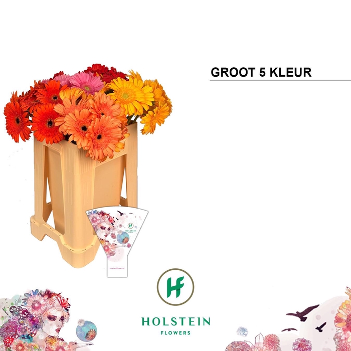 <h4>Gerbera Mix 5 kleuren</h4>