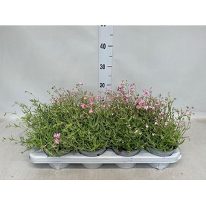 Gypsophila repens 'Rosea'