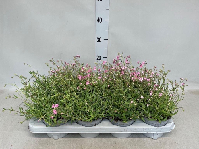 <h4>Gypsophila repens 'Rosea'</h4>
