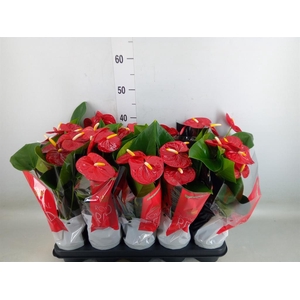 Anthurium andr. 'Royal Champion'
