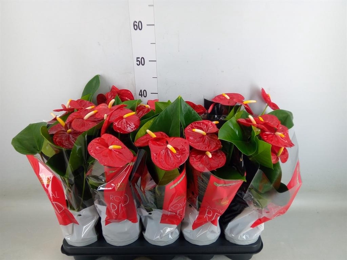 <h4>Anthurium andr. 'Royal Champion'</h4>