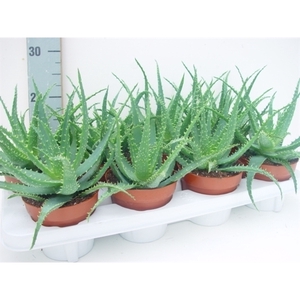 Aloe arborescens 12