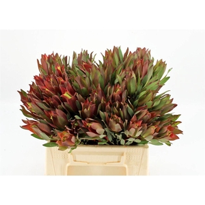 Leucad High Light 40cm