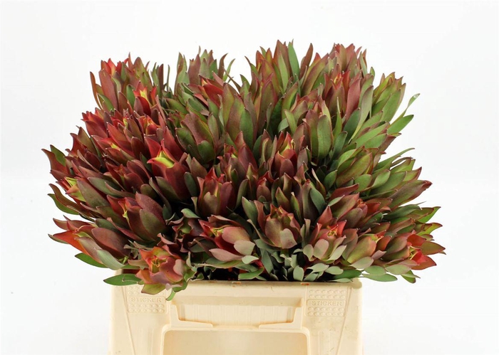 <h4>Leucad High Light 40cm</h4>