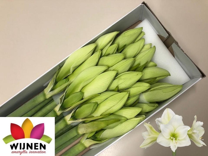 <h4>HIPP GA ALBARINO</h4>